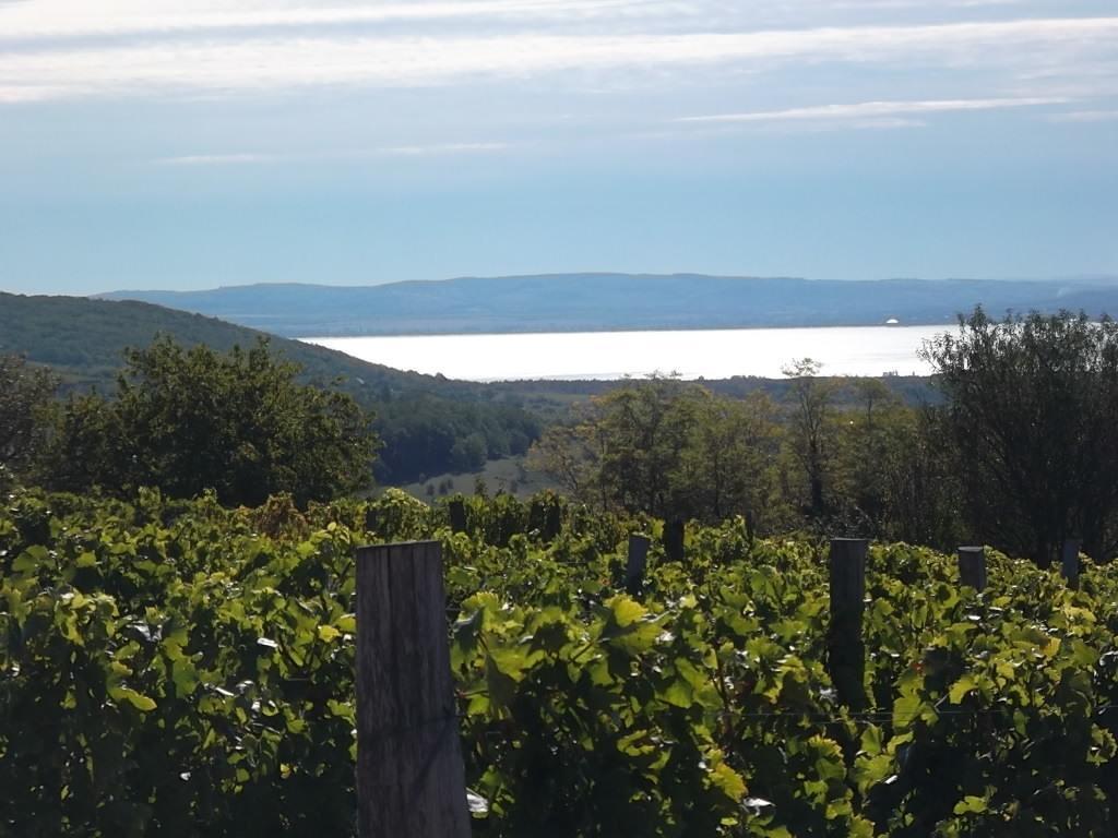 Bed and Breakfast Juhfark Fogado Es Borhaz Balatoncsicso Экстерьер фото